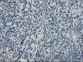 Monoclonal Mouse anti-Human PRKY Antibody (clone OTI2E9, Carrier-free, IHC, IF, WB)