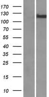 MLXIPL / CHREBP Protein (Over-Expression Lysate Myc-DDK (Flag))