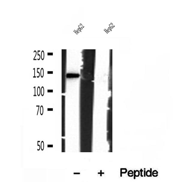 IFT140 Antibody