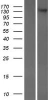CADPS2 Protein (Over-Expression Lysate Myc-DDK (Flag))