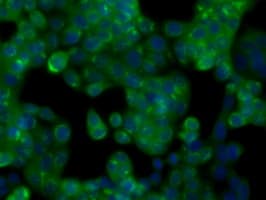 GPI Antibody (clone OTI8G7)