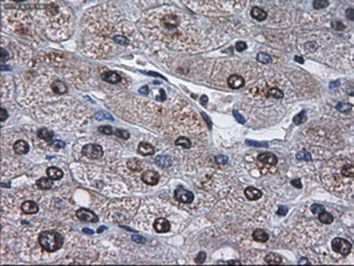 Monoclonal Mouse anti-Human Alpha-Fetoprotein Antibody (clone OTI2F11, aa19-397, IHC, IF, WB)