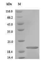 Ctenocephalides felis Salivary Antigen 1 Protein (Recombinant 6His, N-terminus)
