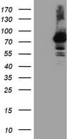 RNPEP Antibody (clone OTI3B5)