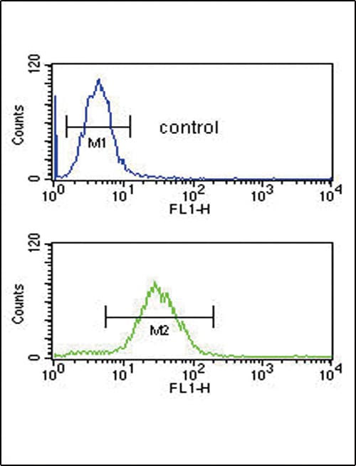 Polyclonal Rabbit anti-Human CFL1 / Cofilin Antibody (aa70-98, WB)