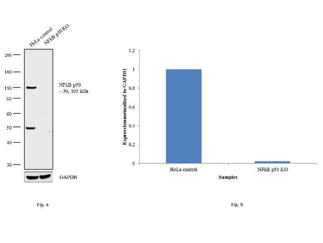 NFKB1 / NF-Kappa-B Antibody (clone 5D10)