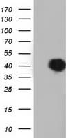 SH3GL1 / EEN Antibody (clone OTI2F5)