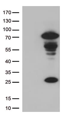 LAG3 Antibody (clone OTI7E3)