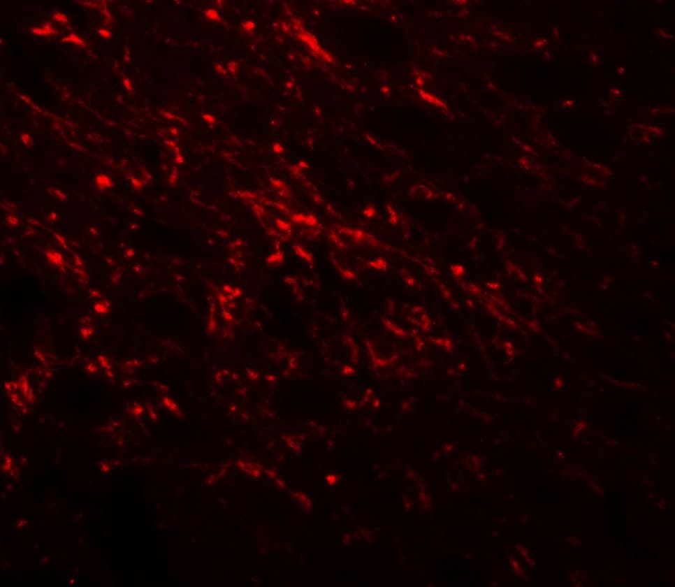 IHC-plus™ NAP1L5 Antibody