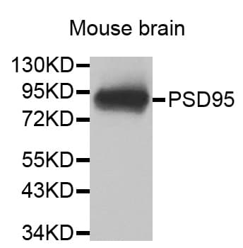 DLG4 / PSD95 Antibody