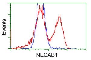 Monoclonal Mouse anti-Human NECAB1 Antibody (clone OTI2H5, WB)