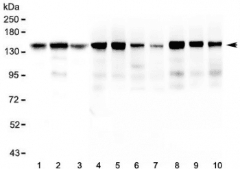 BAG6 / G3 / Scythe Antibody