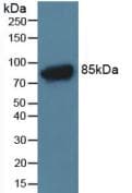 Complement C4 Antibody (aa678-761, APC)
