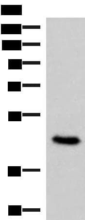 COPS3 / CSN3 Antibody