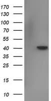 NECAB1 Antibody (clone OTI1H5)