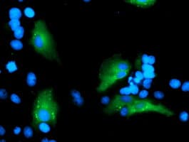 MLF1 Antibody (clone OTI3A3)
