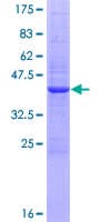Human IL2 Protein (Recombinant GST)
