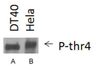 POLR2A / RNA polymerase II Antibody (phospho-Thr4)