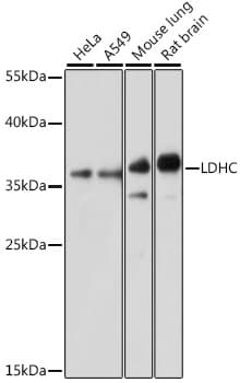 LDHC / Lactate Dehydrogenase C Antibody