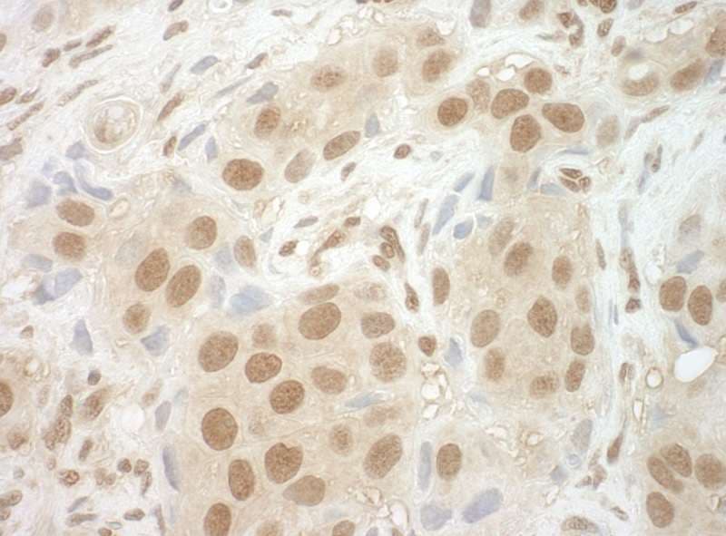 NCBP2 / CBP20 Antibody (aa106-156)