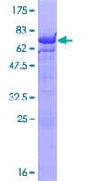 Human UBE2Q2 Protein (Recombinant GST)