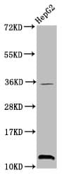 HIST1H4I Antibody