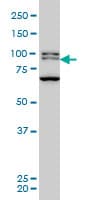 Monoclonal Mouse anti-Human BRD3 Antibody (clone 6C10, WB)