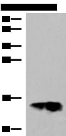 GOLGA7 Antibody