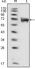 FGFR1 / FGF Receptor 1 Antibody (clone 3D4F7)