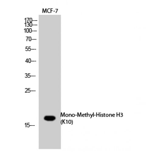 Histone H3 Antibody (mono-methylation site of K10)