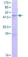 Human Junctin / ASPH Protein (Recombinant GST)