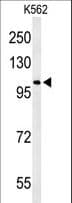 Polyclonal Rabbit anti-Human OXR1 Antibody (aa268-296, WB)