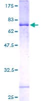 Human PEX3 Protein (Recombinant GST)