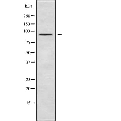 RASA4 / CAPRI Antibody