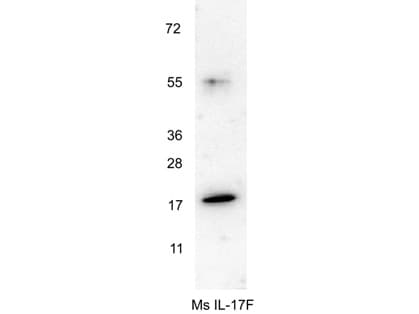 Polyclonal Rabbit anti-Mouse IL17F Antibody (WB)