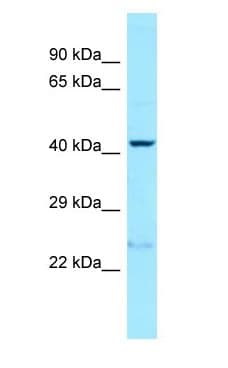 Polyclonal Rabbit anti-Human PRLHR / GPR10 Antibody (N-Terminus, WB)