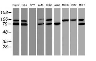 TRAP1 / HSP75 Antibody (clone OTI1H8, Carrier-free)