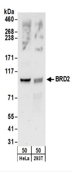 IHC-plus™ Polyclonal Rabbit anti-Human BRD2 / RING3 Antibody (aa675-725, IHC, IF, WB)
