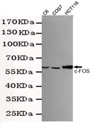 FOS / c-FOS Antibody