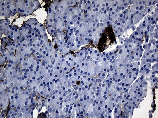 GTPCH1 / GCH1 Antibody (clone OTI3A3, Carrier-free)