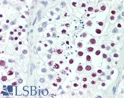 Polyclonal Rabbit anti-Human Histone Antibody (IHC, WB)