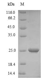 Prunus persica Non-specific lipid-transfer protein 1 (Recombinant 6His-SUMO, N-terminus)