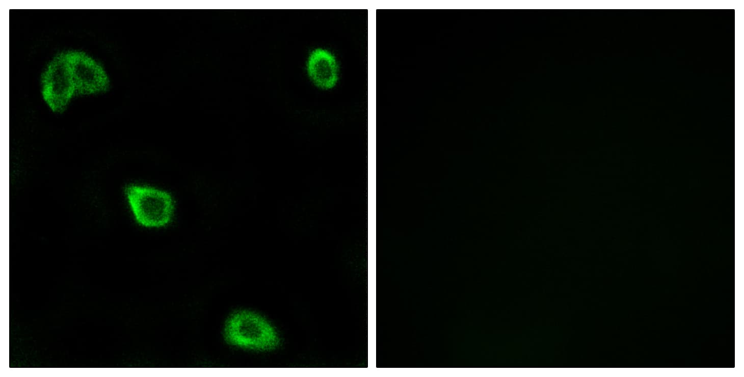 Polyclonal Rabbit anti-Human OR10K1+2 Antibody (Internal, IF, WB)