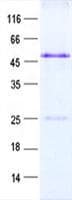 Human IL32 Protein (Recombinant GST, N-terminus + His, C-terminus)