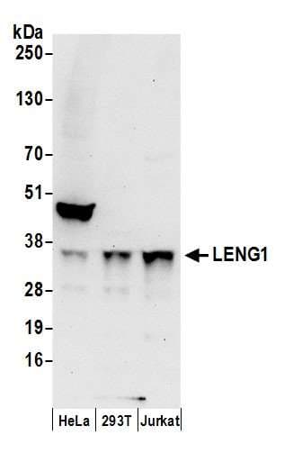 Polyclonal Rabbit anti-Human LENG1 Antibody (aa214-264, WB)