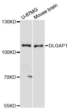 DLGAP1 Antibody