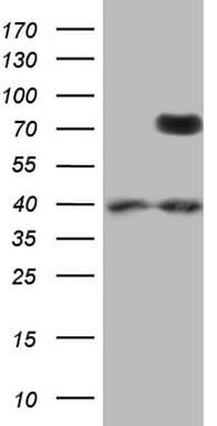 Monoclonal Mouse anti-Human PTGS2 / COX2 / COX-2 Antibody (clone OTI4C4, Carrier-free, aa18-260, WB)