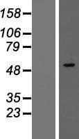 Human BAF60C / SMARCD3 Protein (Over-Expression Lysate Myc-DDK (Flag))