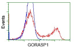GORASP1 / GRASP65 Antibody (clone OTI5C5)