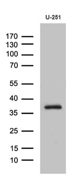 DTWD1 Antibody (clone OTI2D2, Carrier-free)